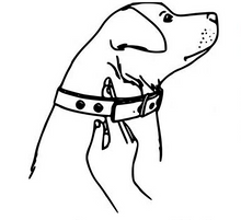 Lade das Bild in den Galerie-Viewer, Hundehalsband Messen