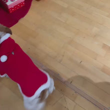 Carica e avvia il video nel visualizzatore di galleria, Abbigliamento natalizio per cani

