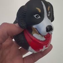 Laden und Abspielen von Videos im Galerie-Viewer, Badeente Berner Sennenhund
