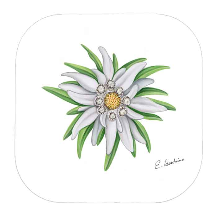 Sottobicchiere Edelweiss
